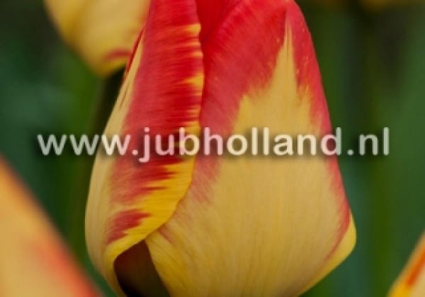 Tulipa, Darvina hibrīds Banja Luka 11/12