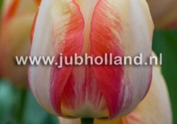 Tulipa, Darvina hibrīds Beauty of Spring 11/12