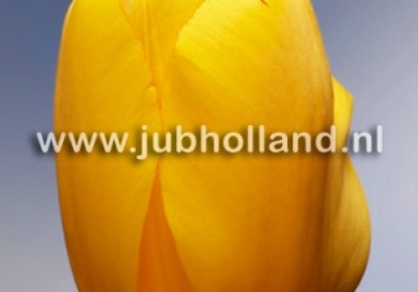 Tulipa, Darvina hibrīds Golden Oxford 12/+