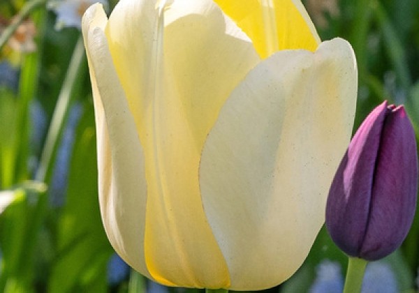 Tulipa, Darvina hibrīds Ivory Floradale  11/12