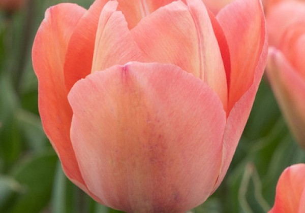 Tulipa, Darvina hibrīds Salmon van Eijk  11/12