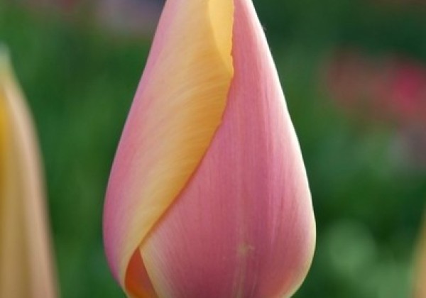 Tulipa, vēla, vienk. z. Blushing Lady 11/12