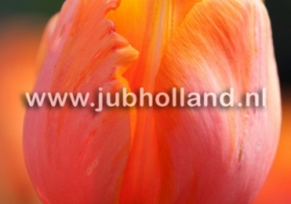 Tulipa, vēla, vienk. z. Dordogne 11/12