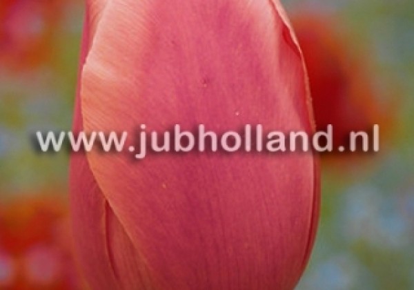 Tulipa, vēla, vienk. z. Menton 11/12