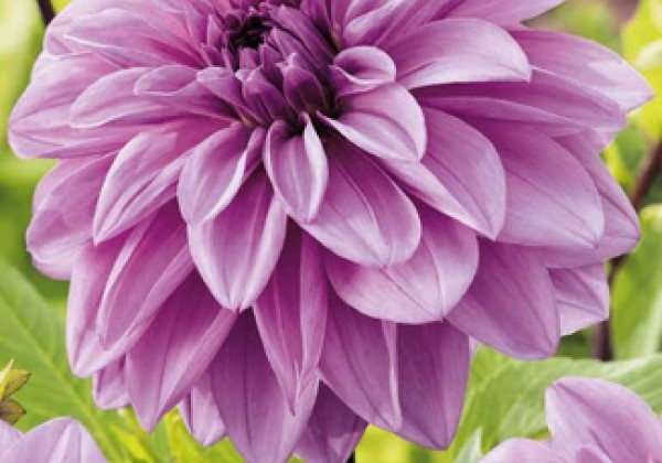 Dahlia hortensis Lilac Time