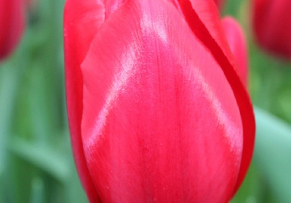 Tulipa, vēla, vienk. z. Yosemite 11/12