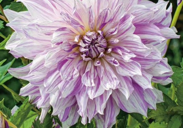 Dahlia hortensis Mom'S Special