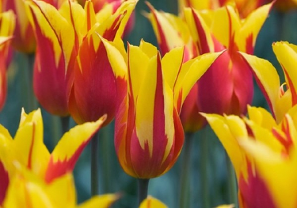 Tulipa, lilijziedu Fire Wings 11/12
