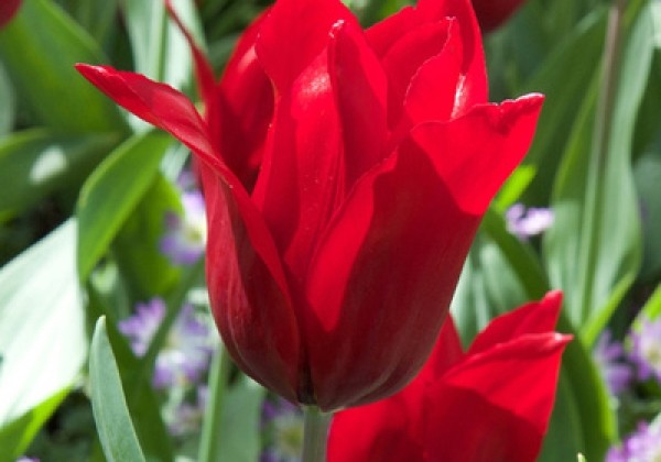 Tulipa, lilijziedu Pretty Woman  12/+