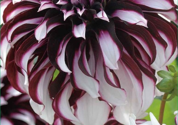 Dahlia hortensis Tartan