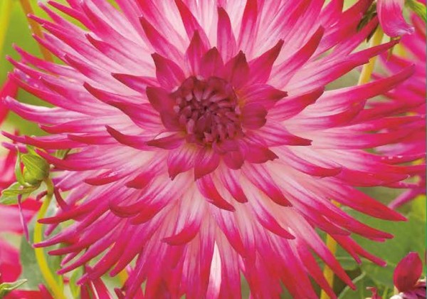 Dahlia hortensis Dutch Explosion