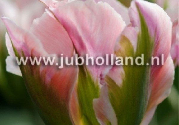 Tulipa, zaļziedu China Town 12/+