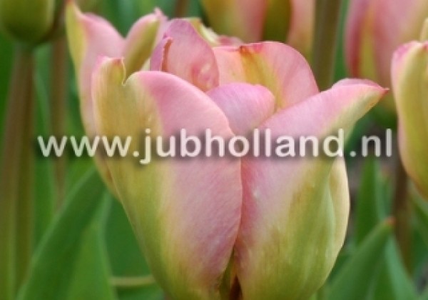 Tulipa, zaļziedu Groenland 11/12
