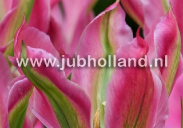 Tulipa, zaļziedu Virichic 11/12