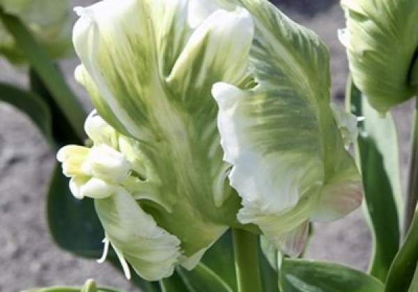 Tulipa, papagaiļziedu Super Parrot 11/12