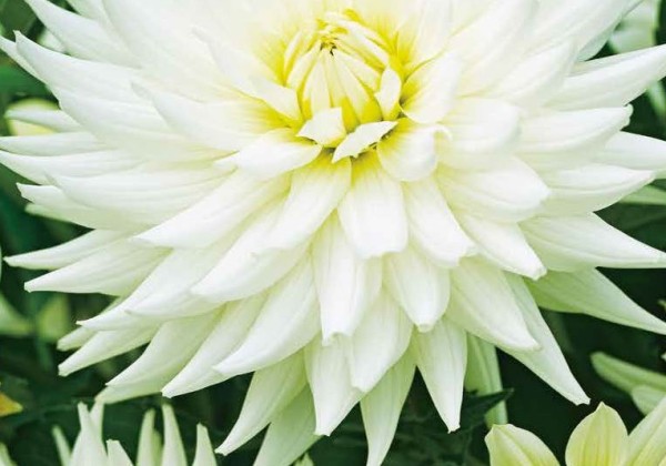 Dahlia hortensis My Love