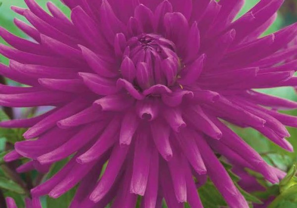 Dahlia hortensis Purple Gem