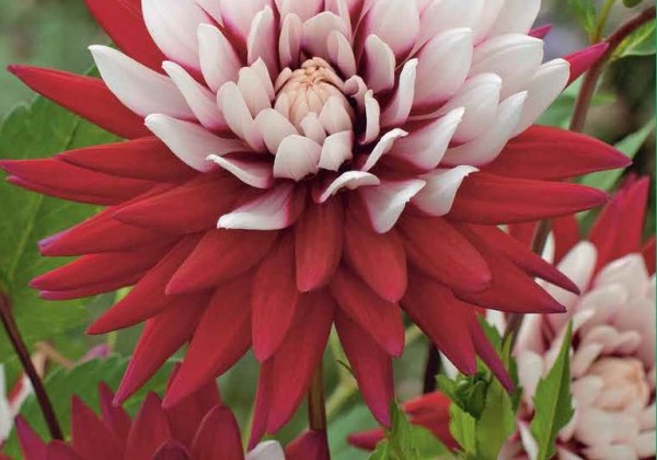 Dahlia hortensis Rebecca'S World
