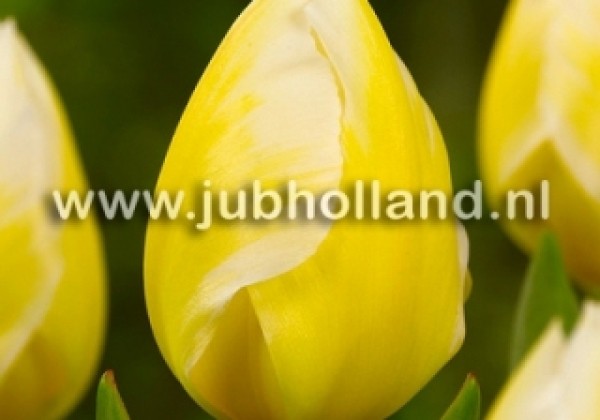 Tulipa, Fostera Sweetheart 11/12