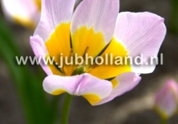 Tulipa bakeri Lilac Wonder 6/+