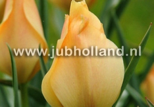 Tulipa batalinii Bright Gem 6/+
