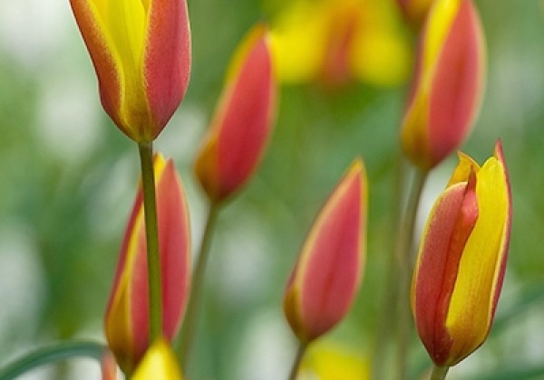 Tulipa chrysantha Tubergen's Gem 6/+