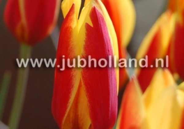 Tulipa clusiana Cynthia 6/+