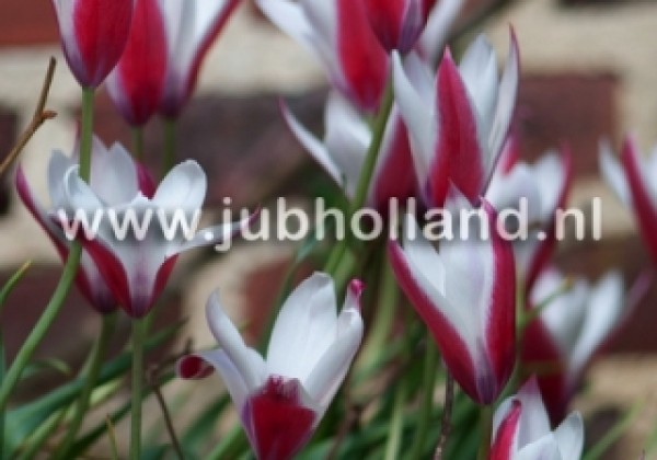 Tulipa clusiana Peppermintstick 6/+