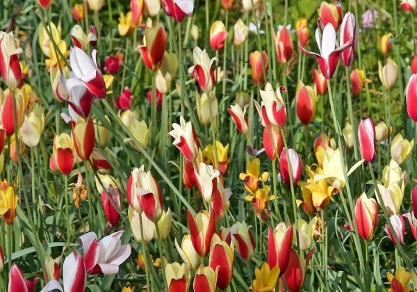 Tulipa clusiana Mix 6/+