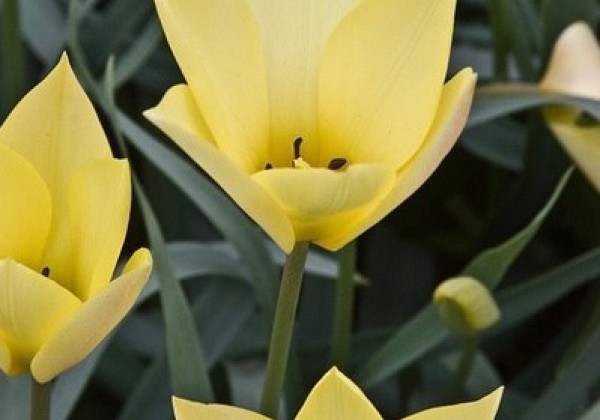 Tulipa linifolia Honky Tonk 6/+