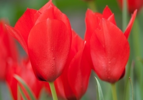 Tulipa linifolia 4/5