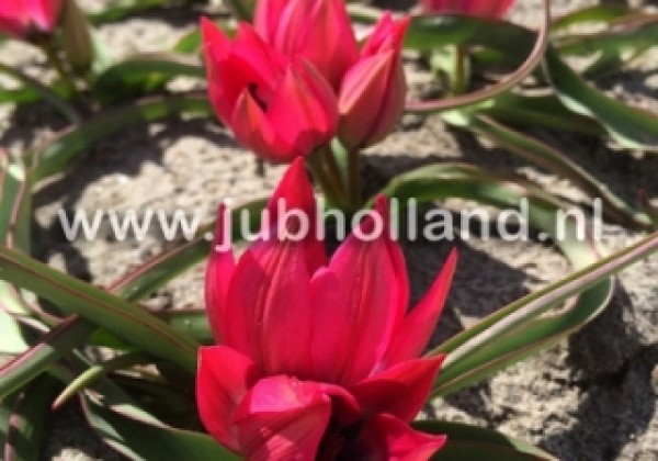 Tulipa humilis Little Beauty 6/+