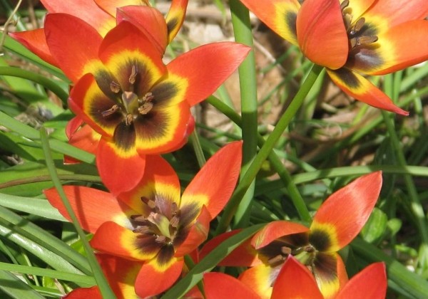 Tulipa Little Princess 6/+