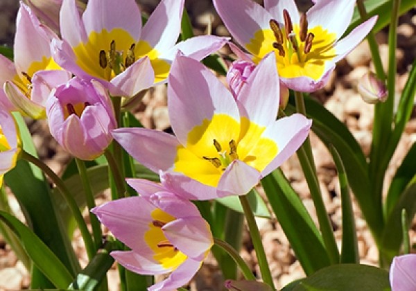 Tulipa saxatilis 6/7