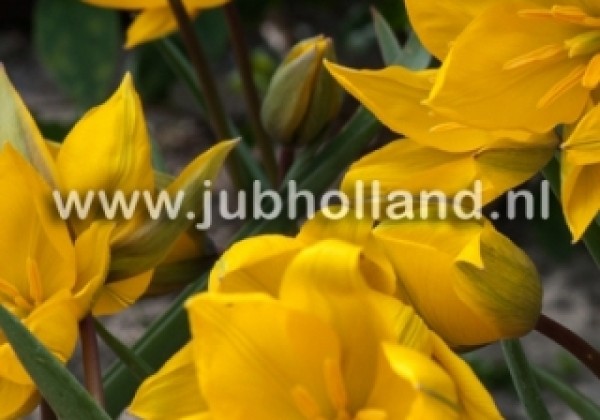 Tulipa sylvestris 6/+