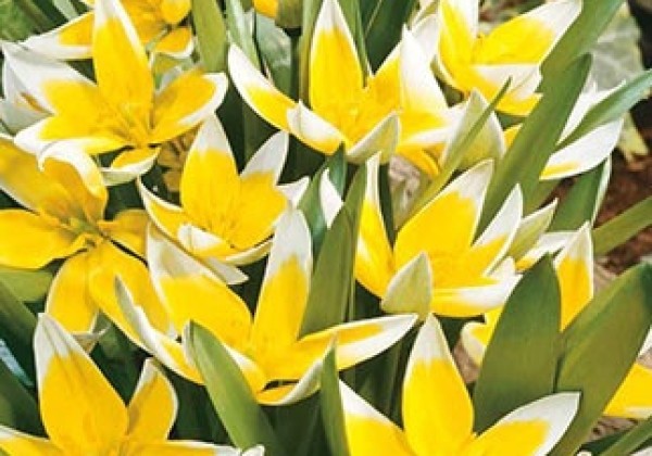 Tulipa tarda (dasystemon) 7/8