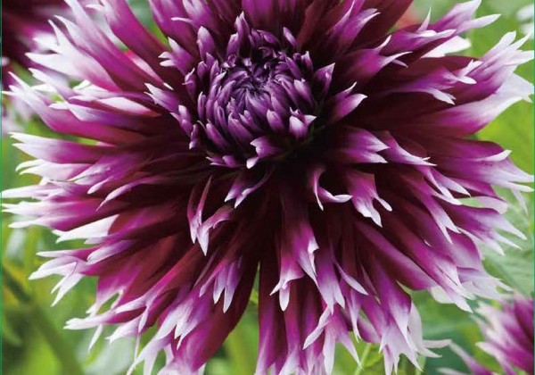 Dahlia hortensis Alauna Clair Obscur