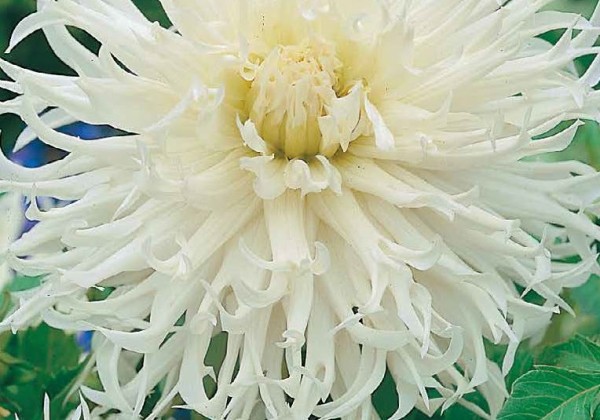 Dahlia hortensis Tsuki Yori No Shisha