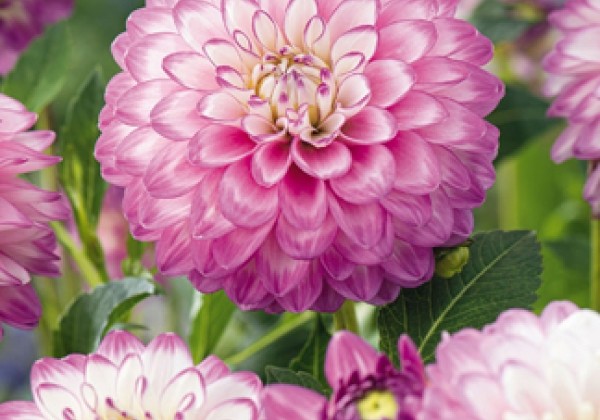 Dahlia hortensis Melody Dixie