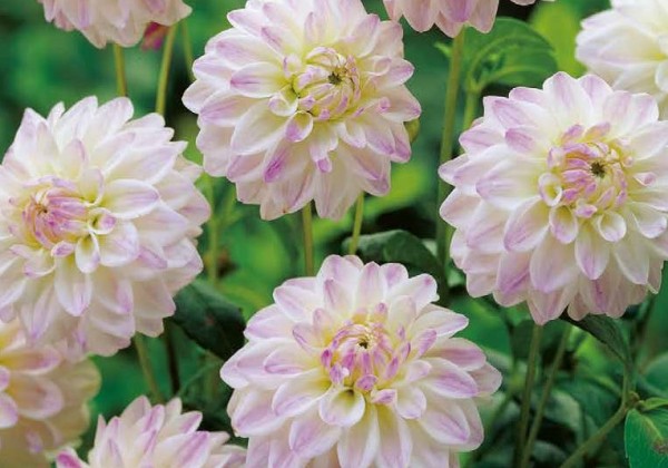 Dahlia hortensis Wittem