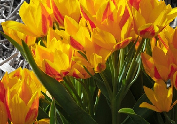 Tulipa, botāniskā Heweri  9/+