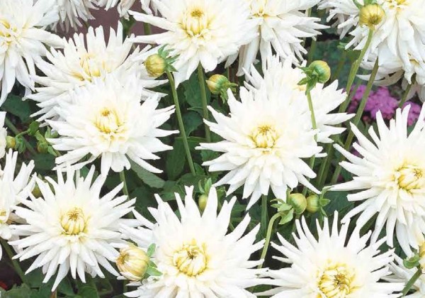 Dahlia hortensis Playa Blanca