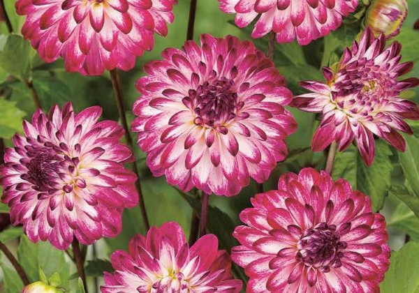 Dahlia hortensis Little Robert