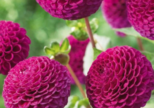 Dahlia hortensis Rocco