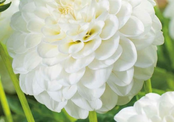 Dahlia hortensis White Aster