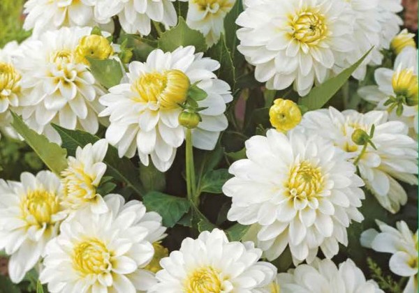 Dahlia hortensis Gallery Art Fair