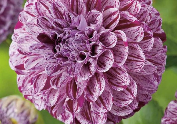 Dahlia hortensis Marble Ball