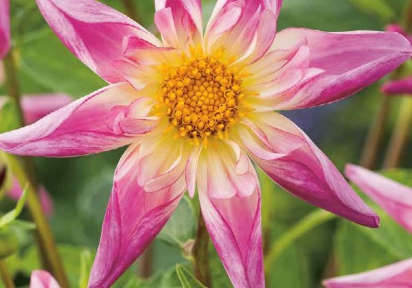 Anemone coronaria  De Caen Mix 4/5