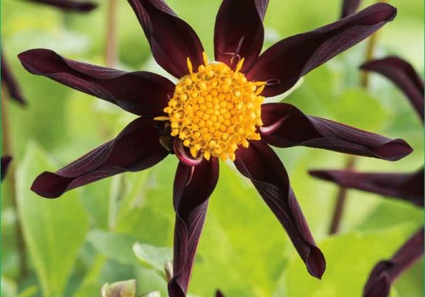 Iris hollandica Mix 7/8