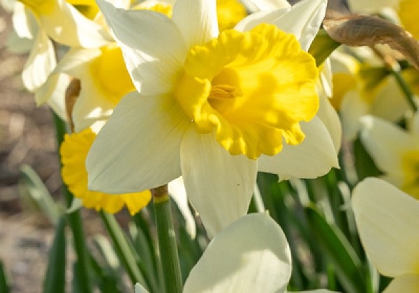 Narcissus, trompešu February Silver  12/14